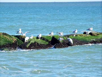 Gulls sunning themselves on the beach in Harvey Cedars, Long Beach Island, NJ