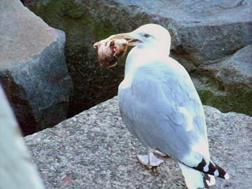 A herring gull with lunch.