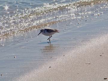 A sanderling along the Atlantic Ocean on Long Beach Island