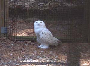 "Snowy" the Snowy Owl lost his wing, apparently in a collision with a jet at Maguire Air Force BAse.