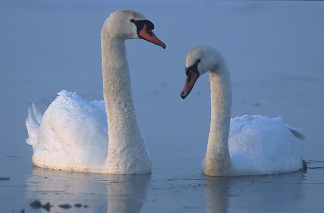 Photo courtesy of http://en.wikipedia.org/wiki/Swan