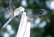 Many species of dragonflies and damselflies can be found in the Pine Barrens, some unique to the area.