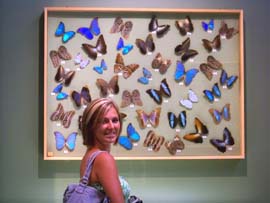 Butterfly collection at Insectropolis