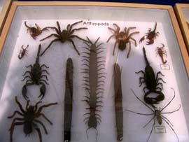 Scorpions, centipedes, millipedes and tarantulas