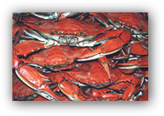 Crabs from the Barnegat Bay