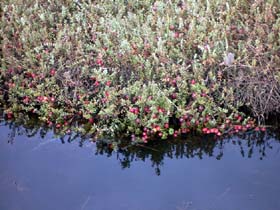 Cranberry plant ready for harvest