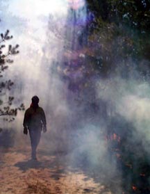 A prescribed burn in the Pine Barrens, where the understory of the forest is burned under the careful eye of professionals.
