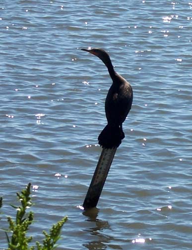 A cormorant takes in the sun at Forsythe