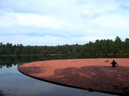 Cranberry Harvest at Double Trouble