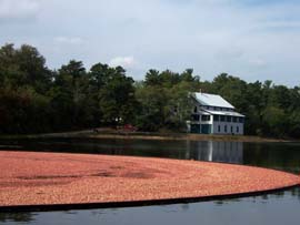 Cranberry harvest in the Pine Barrens