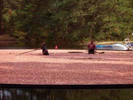 Cranberry harvest in the Pine Barrens