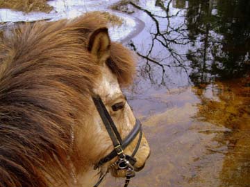 Freydis, Ellen's Icelandic Horse