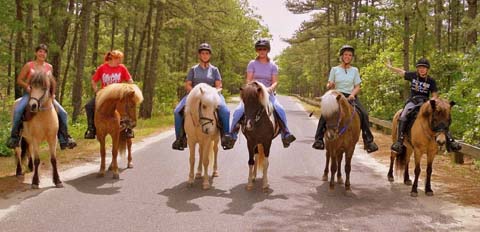 Icelandic Horses and their owner/riders, collectively known as the "Norse Horse Force" enjoy a day trail riding in the Pine Barrens
