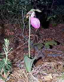 Pink Lady's Slipper orchid (“Cypripedium acaule”)
