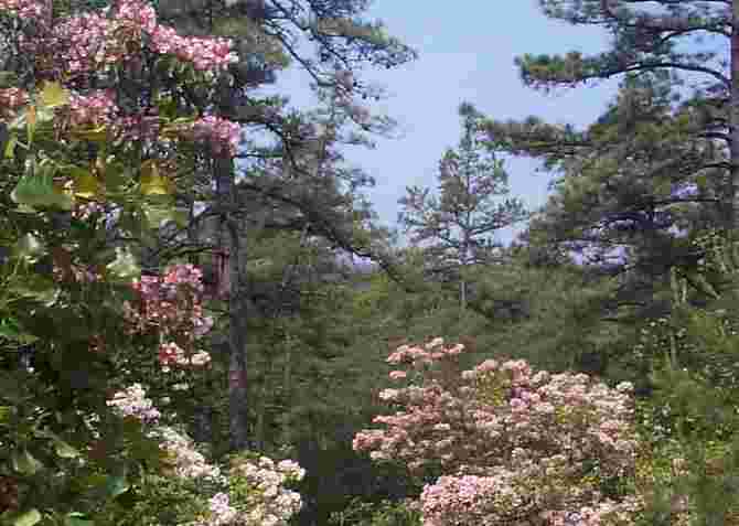 Mountain Laurel in full bloom in June.