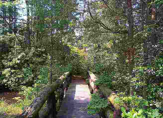 A hand-crafted bridge in the Pine Barrens