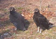 Black vultures are being found in the Pine Barrens