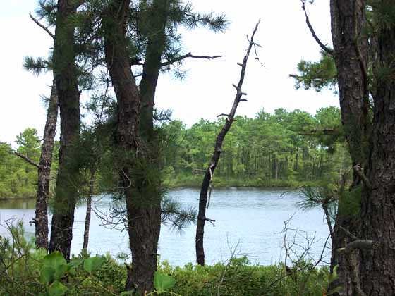 A peaceful lake nestled in the Pines