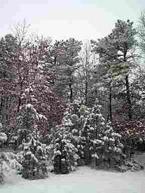 Winter in the Pines