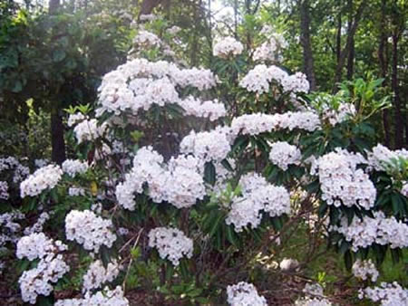 Mountain Laurel in full bloom in the Pine Barrens
